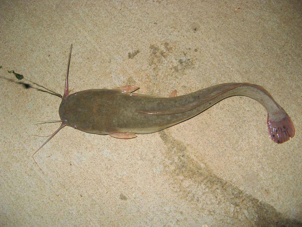 Ikan baung (commons.wikimedia.org/Meneerke bloem)