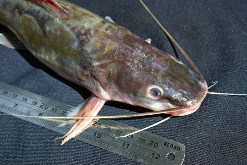 Ikan baung (commons.wikimedia.org/Wibowo Djatmiko)