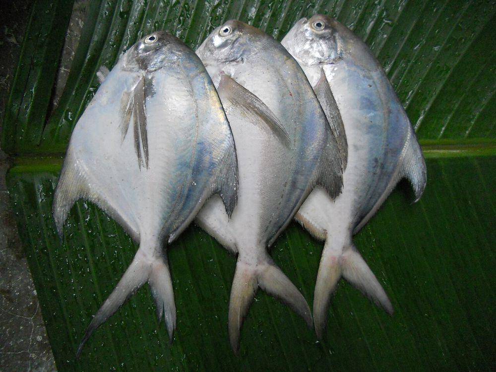 Bawal air laut (commons.wikimedia.org/Fotokannan)