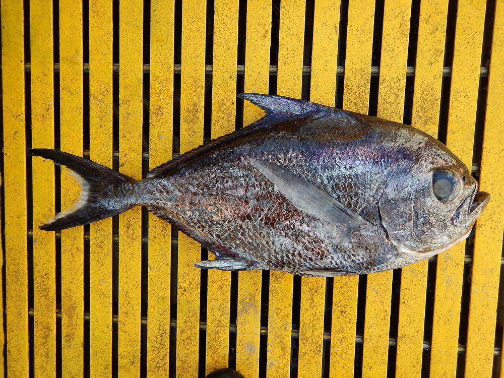 Bawal air laut (commons.wikimedia.org/NOAA Photo Library)
