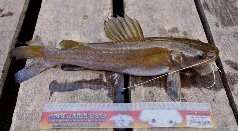 Ikan baung (commons.wikimedia.org/Wibowo Djatmiko)