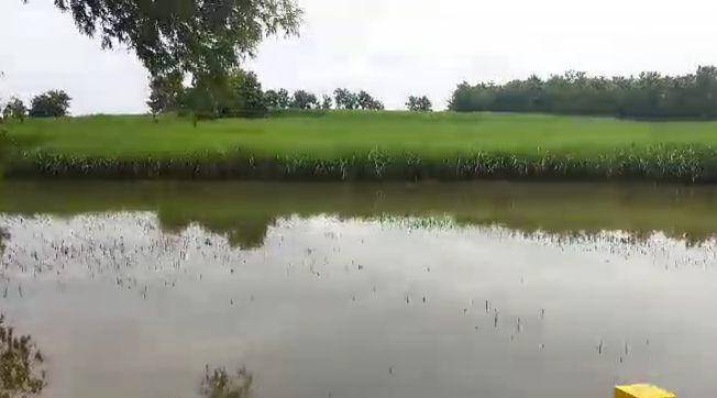 Padi siap panen di Mantingan terendam lebih dari 3 hari terancam gagal panen. IDN Times/ Riyanto.