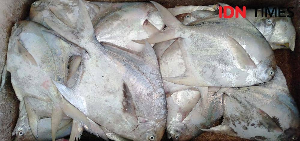Ikan bawal tangkapan nelayan Bantul.(IDM Times/Daruwaskita)