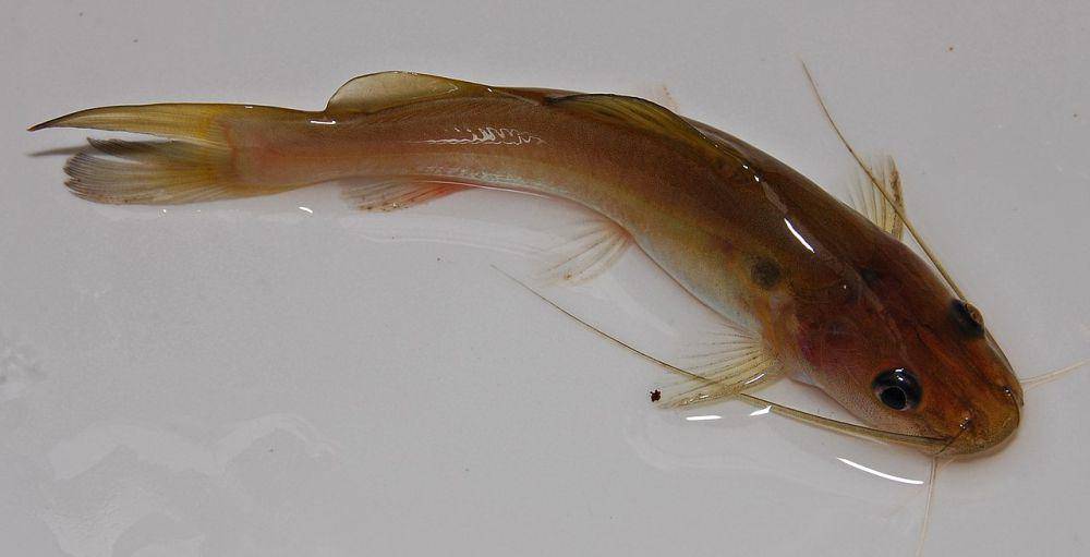 Ikan baung (commons.wikimedia.org/W.A. Djatmiko)