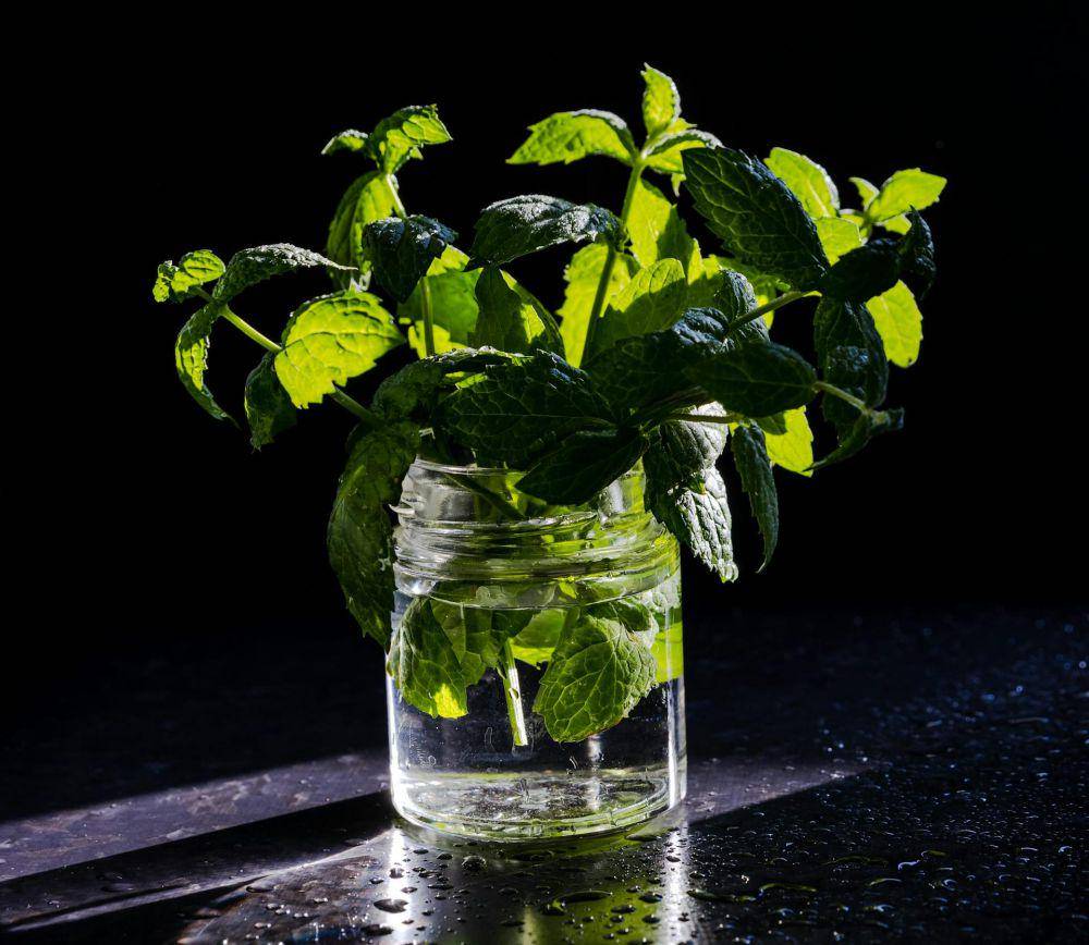 ilustrasi daun mint (pexels.com/Anna Pyshniuk)