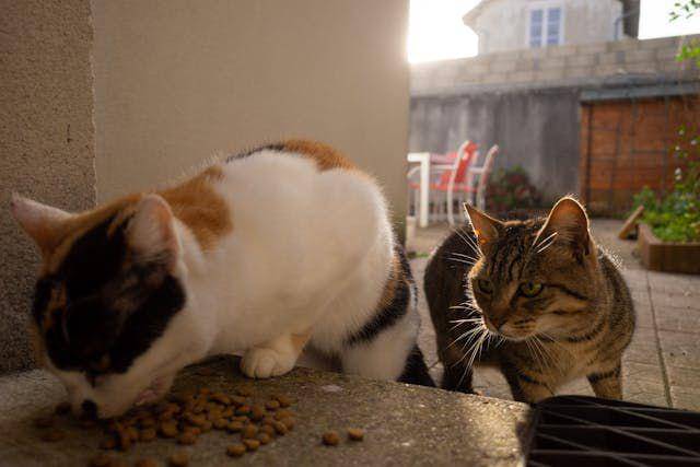 ilustrasi memberi makan kucing (pexels.com/bingqian)