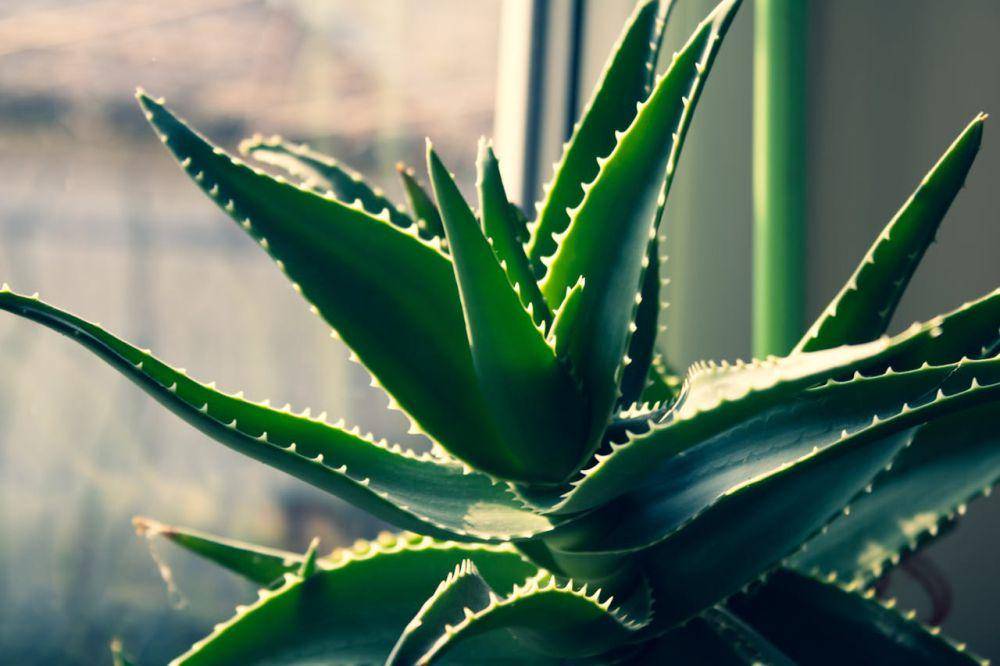 tanaman lidah buaya (pexels.com/Florin G Daniel)