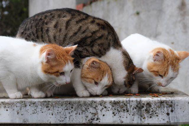 ilustrasi memberi makan kucing (pexels.com/bingqian)