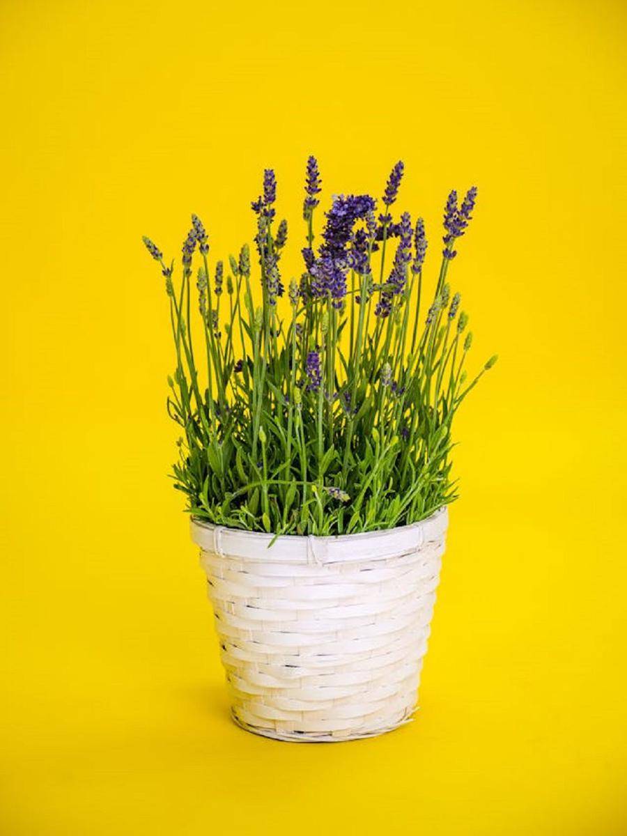 tanaman lavender (pexels.com/Kindel Media)