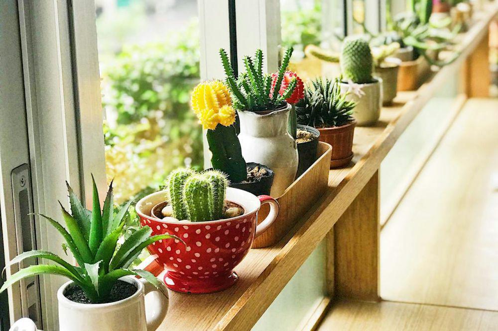 7 Trik Punya Kaktus Mini agar Gak Layu di Kantor Ber-AC