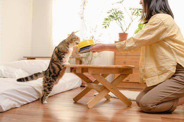 ilustrasi memberi makan kucing (pexels.com/bingqian)