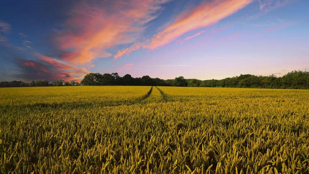 Keindahan alam yang sederhana, yaitu hamparan ladang gandum saat matahari terbenam. (pixabay.com/TheDigitalArtist)