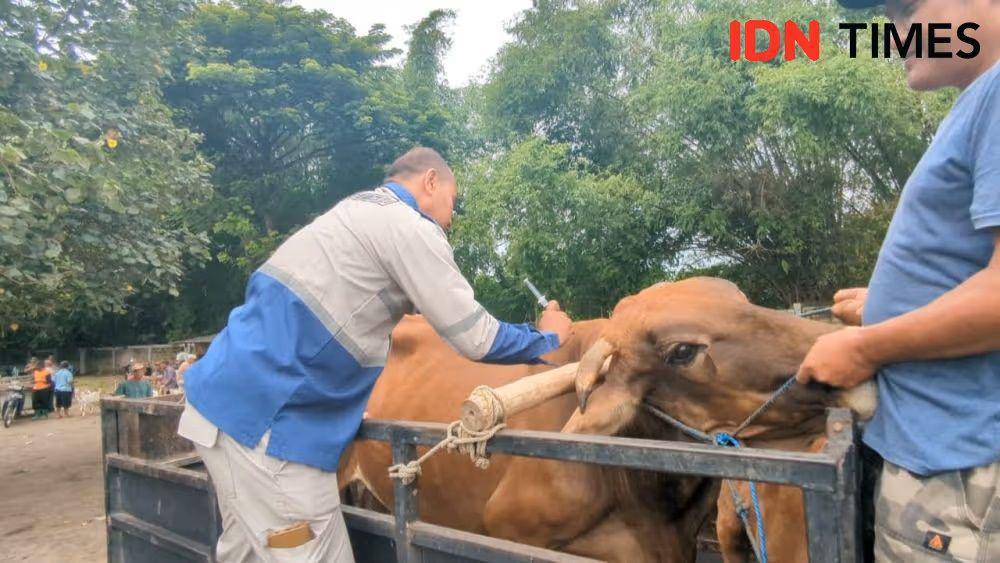 Sulsel Targetkan 20.000 Dosis Vaksinasi PMK Selesai Sebelum Ramadan