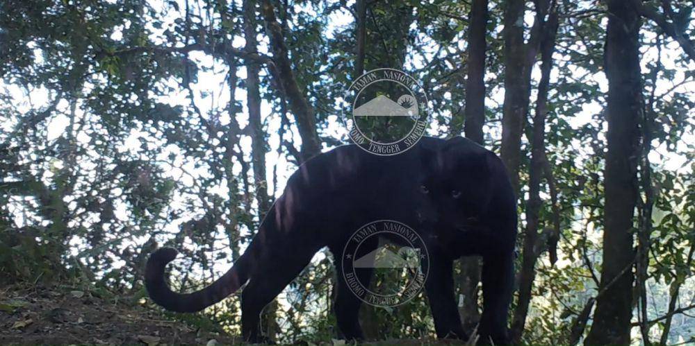 Macan Kumbang yang ditangkap kamera trap di TNBTS. (Dok. BB TNBTS)