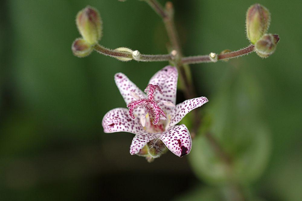 5 Fakta Menarik Tricyrtis Formosana, si Cantik Berbintik yang Unik!