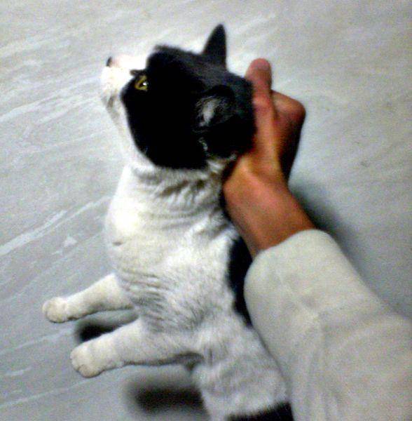 kucing yang sedang dipegang tengkuknya oleh seseorang (commons.wikimedia.org/Romanee)