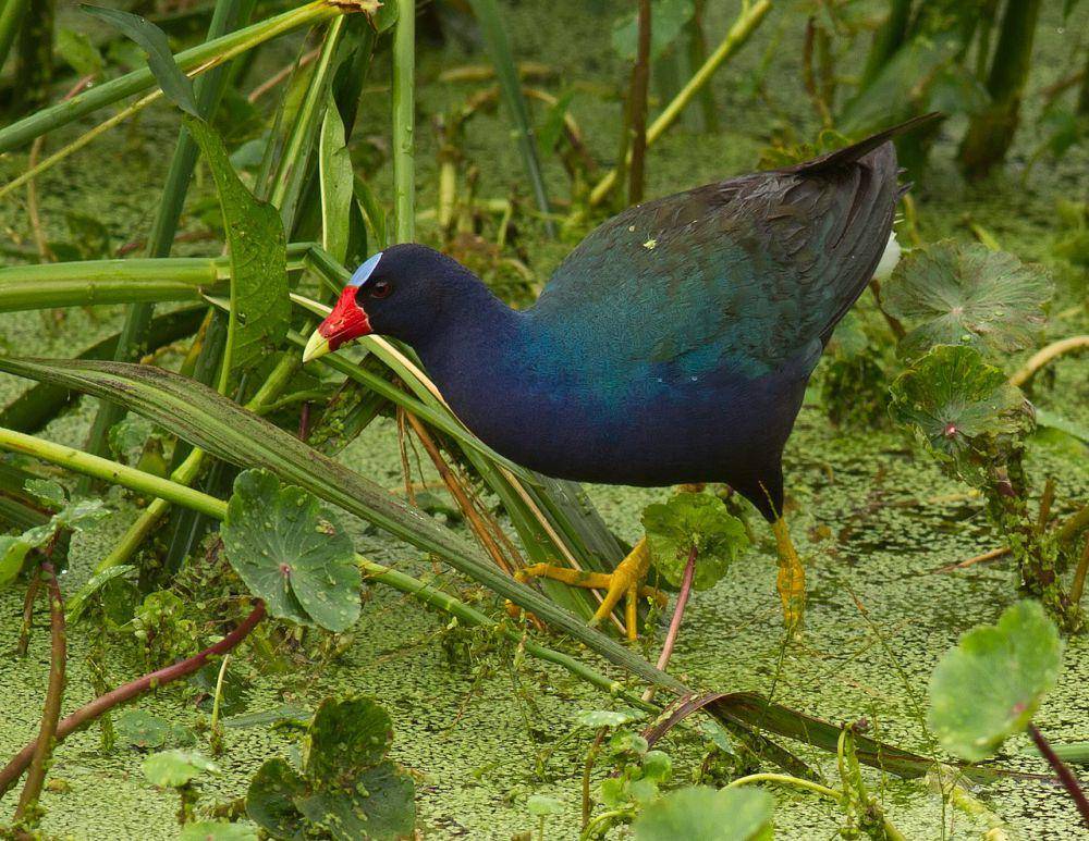 ilustrasi Porphyrio martinicus (commons.wikimedia.org/Frank Schulenburg)