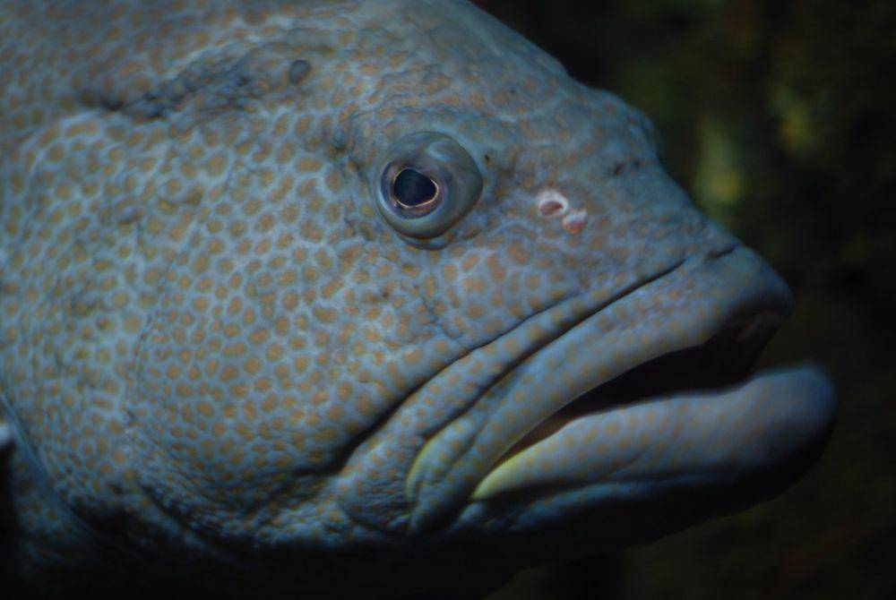 Ikan kerapu (commons.wikimedia.org/Jarek Tuszyński)
