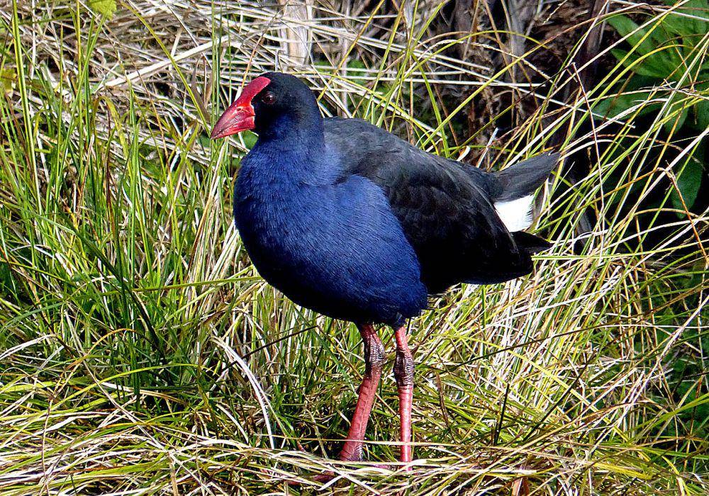 ilustrasi Porphyrio melanotus (commons.wikimedia.org/Bernard Spragg)