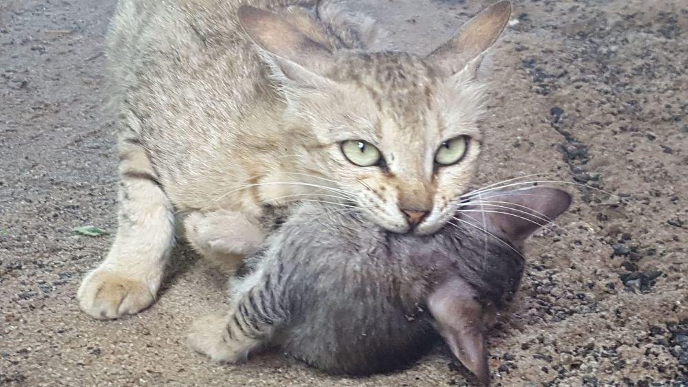 Kenapa Kucing Diam saat Kita Memegang Tengkuk Mereka?