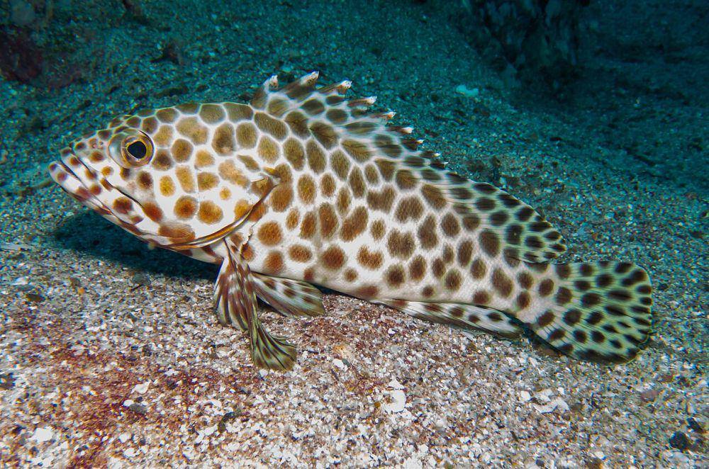 Ikan kerapu (commons.wikimedia.org/portioid)