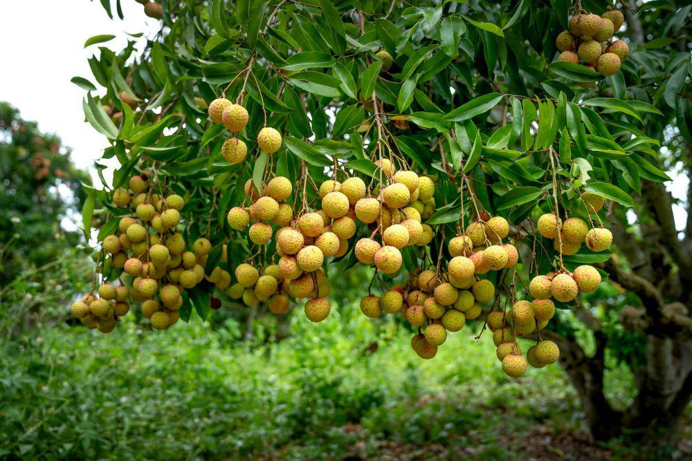 Jateng Dihantam Cuaca Ekstrem, Produksi Durian dan Kelengkeng Menyusut