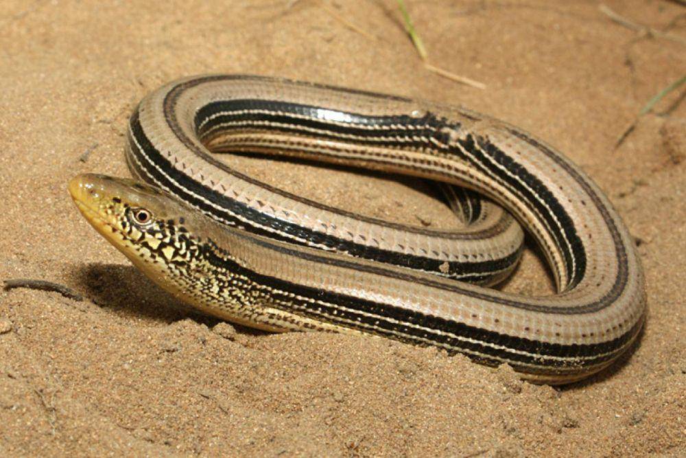 Kadal kaca yang sedang sendirian di pasir (ncwildlife.org)