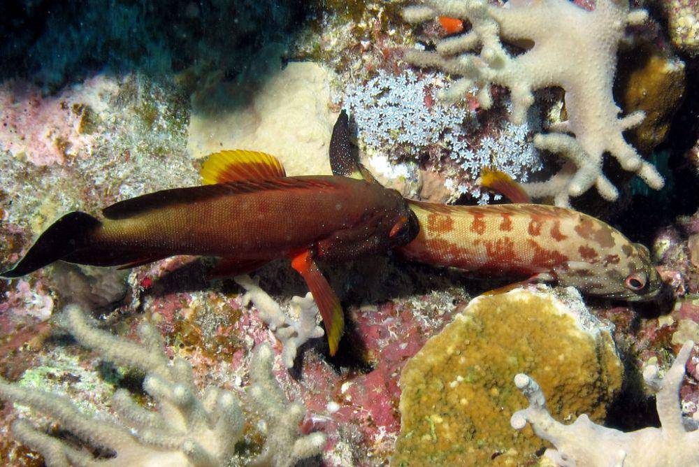 Ikan kerapu (commons.wikimedia.org/Derek Keats)