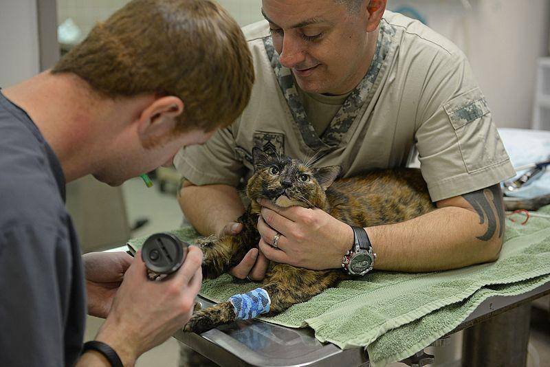 Dokter hewan hanya akan melakukan scruffing pada kucing sebagai tindakan terakhir dalam penanganan mereka yang tentunya dilakukan secara hati-hati. (commons.wikimedia.org/Airman 1st Class Erica Fowler)