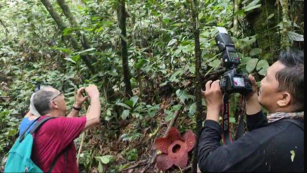 Wisatawan memotret bunga Raflesia Arnoldi yang baru mekar di Hutan Palupuh Agam (Foto: BKSDA Resor Agam)
