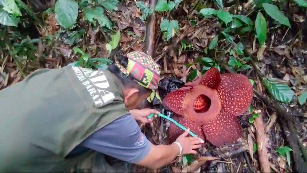 Petugas BKSDA Resor Agam mengukur diameter bunga Raflesia Arnoldi yang baru mekar (Foto: BKSDA Resor Agam)