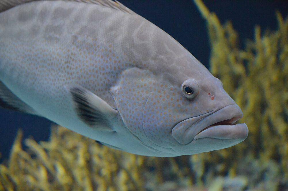 Ikan kerapu (commons.wikimedia.org/Tim Strater)