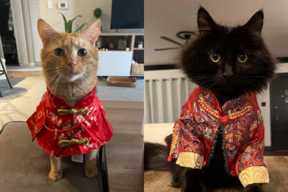 7 Potret Lucu Kucing Pakai Kostum Merah saat Imlek