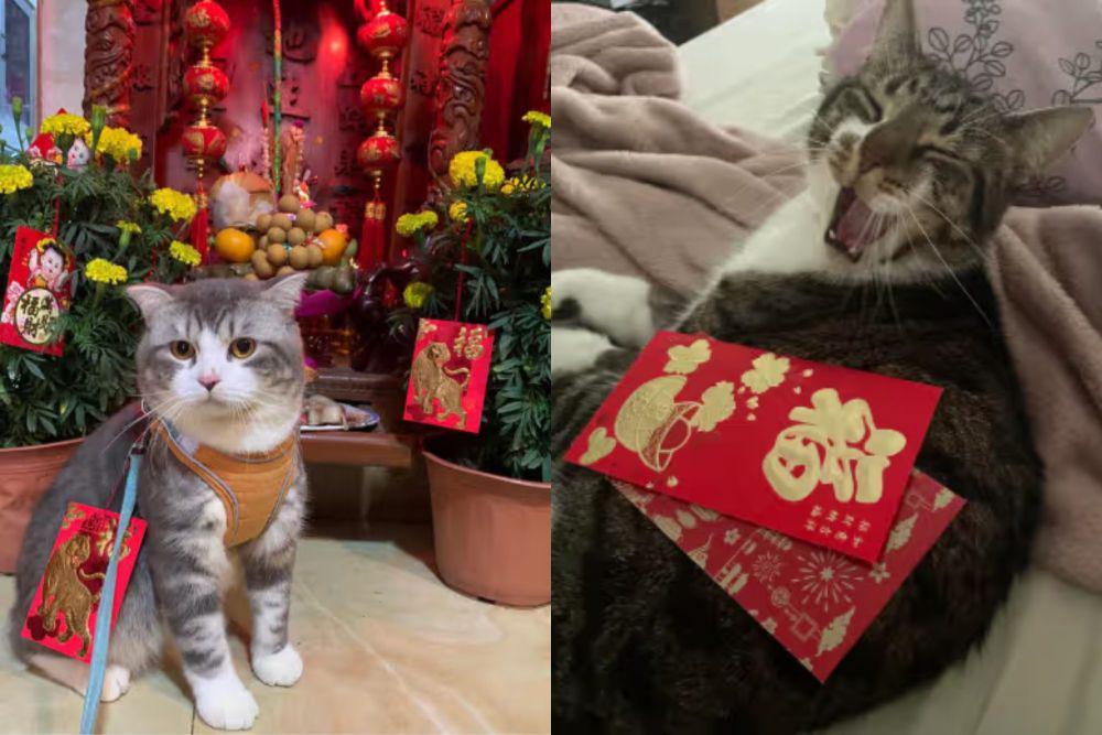 7 Foto Lucu Kucing Berburu Angpau Imlek, Ada yang Mau Ngasih?