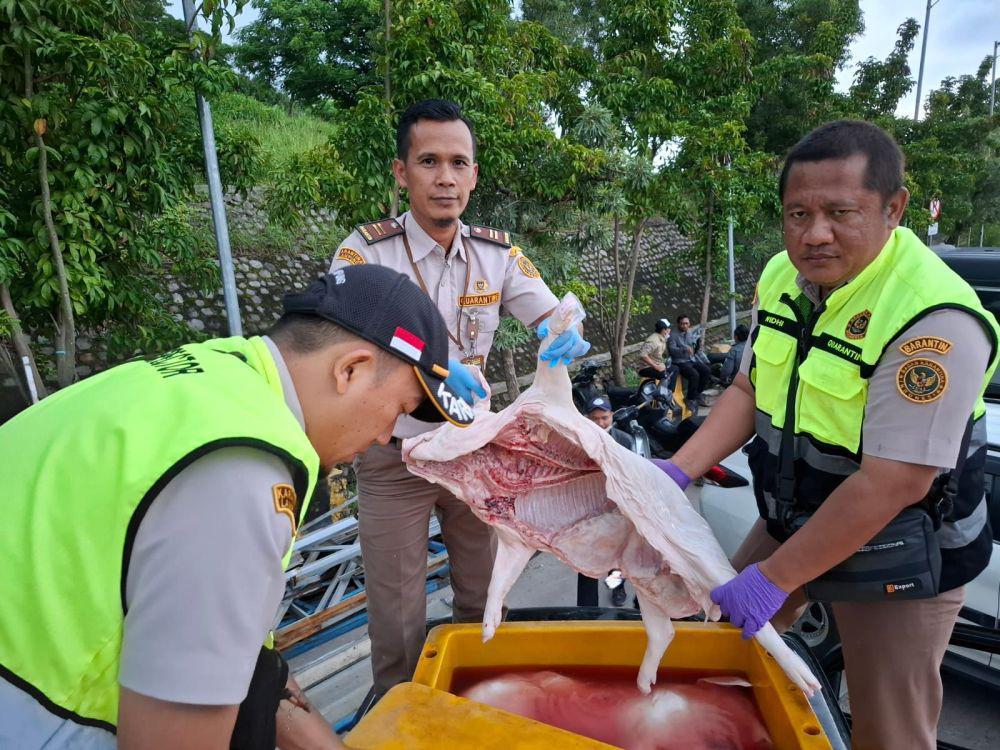1,2 Ton Daging Karkas dan Jeroan Babi Disita di Pelabuhan Bakauheni