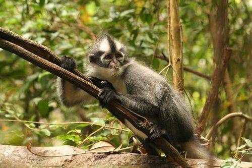 Thomas's Langur. (inaturalist/Don-Jean Leandri-Breton)