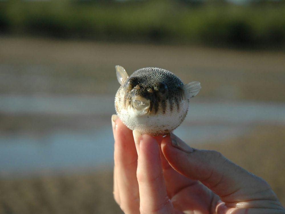 4 Hewan yang Kebal terhadap Racun Ikan Buntal, Tangguh!