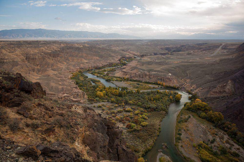 pohon sogdian ash di Charyn Canyon (adrenalinicsilence.kz)