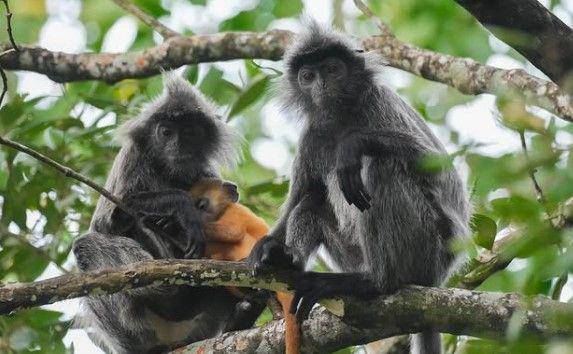 Lutung kelabu. (Sumber: Ig/Yayasan Planet Indonesia)