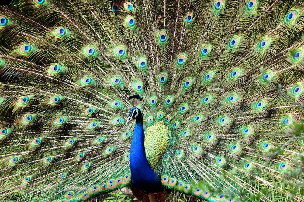 Mengapa Burung Merak Memiliki Bulu yang Indah?