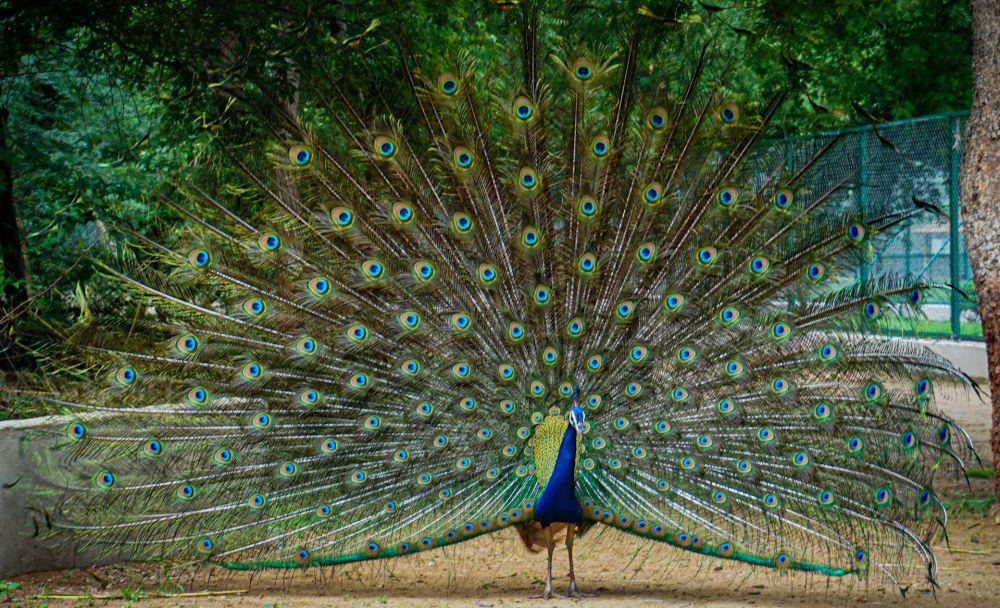 ilustrasi burung merak (unsplash.com/Raxit Gamit)