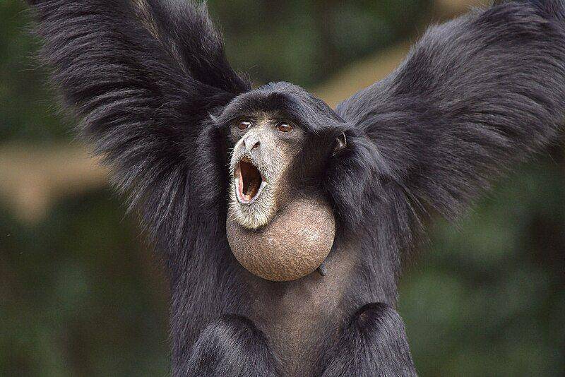 Siamang menjadi salah satu primata yang menghuni hutan di Sumatra Utara. (dok: Wikipedia)
