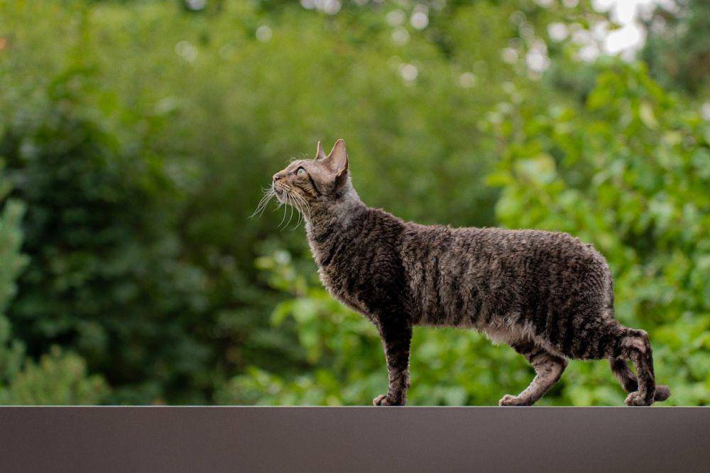 ilustrasi kucing (pixabay.com/_badun)