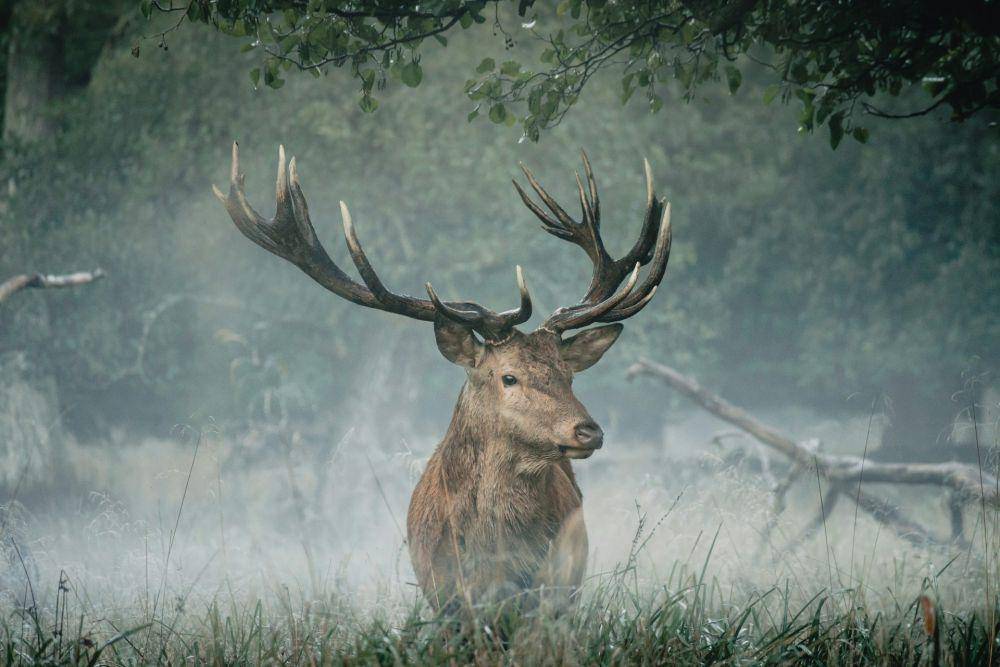ilustrasi rusa (unsplash.com/Febiyan)