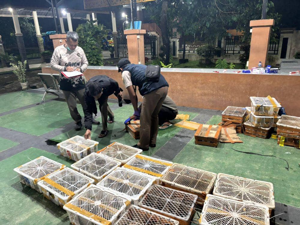 Puluhan Burung Dilindungi Gagal Diselundupkan via Pelabuhan Bakauheni