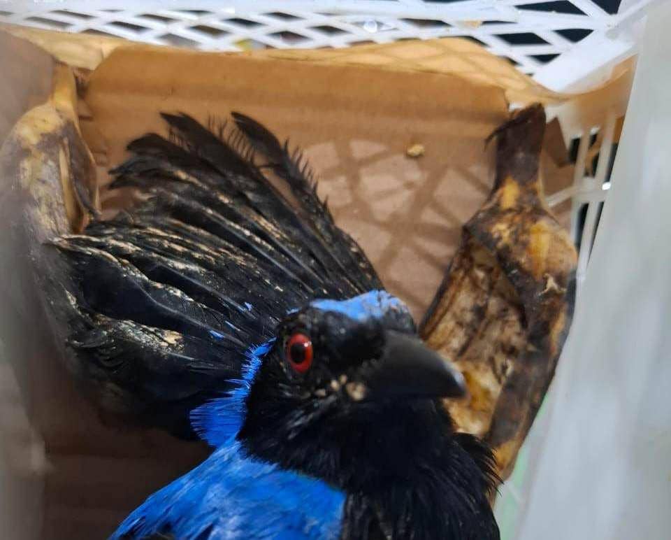 Pengungkapan 464 ekor burung di Pelabuhan Bakauheni oleh petugas Karantina Lampung. (Dok. Karantina Lampung).