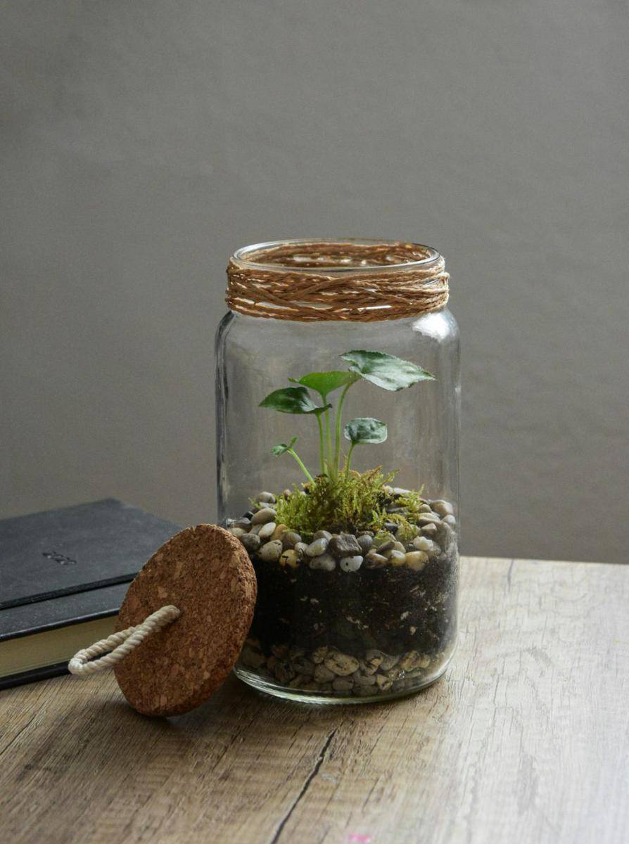 ilustrasi terarium dari botol selai bekas (unsplash.com/Keszthelyi Timi)
