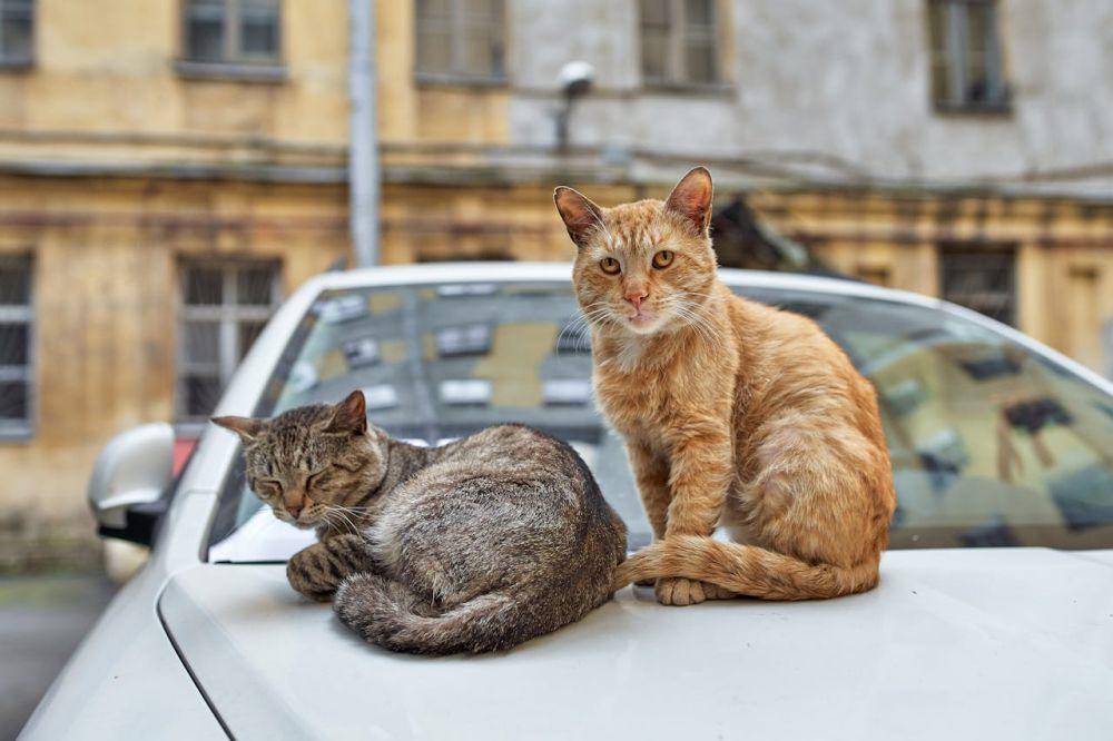 Apa yang Dipikirkan Kucing ketika Bertemu Kucing Lain?
