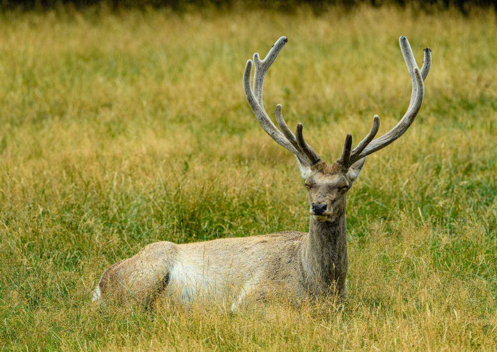 3 Fakta Menarik Antler, Tulang Bercabang yang Dimiliki Rusa!