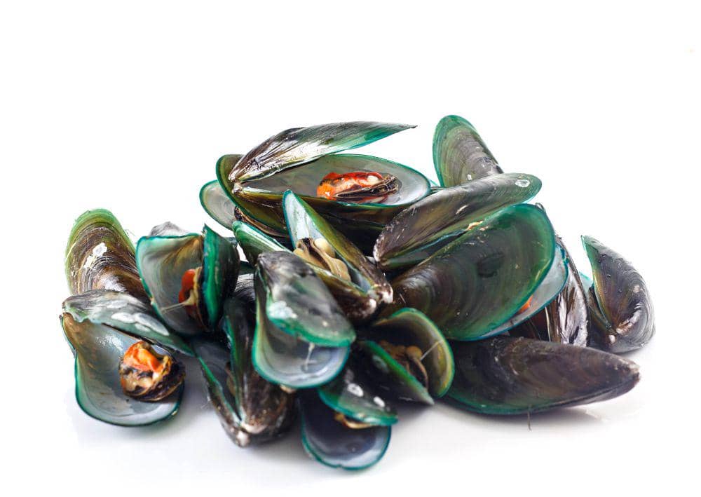 ilustrasi kerang hijau segar (vecteezy.com/banprik)